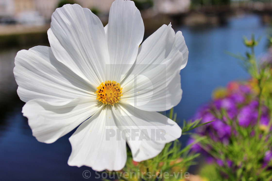 "White Cosmos" stock image