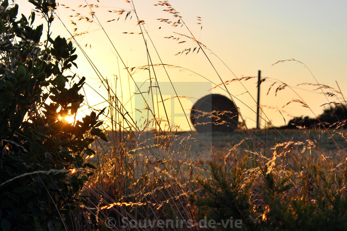 "Brittany Harvest" stock image