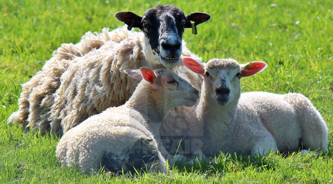 "We are Family" stock image