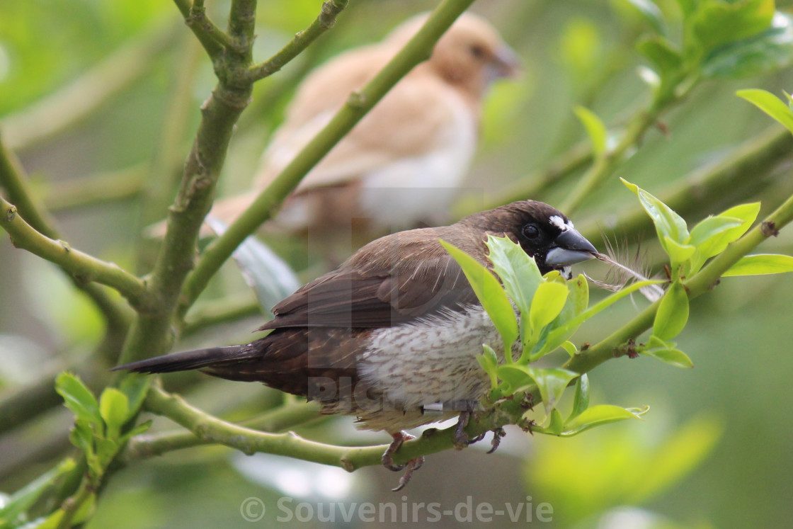 "Finch" stock image