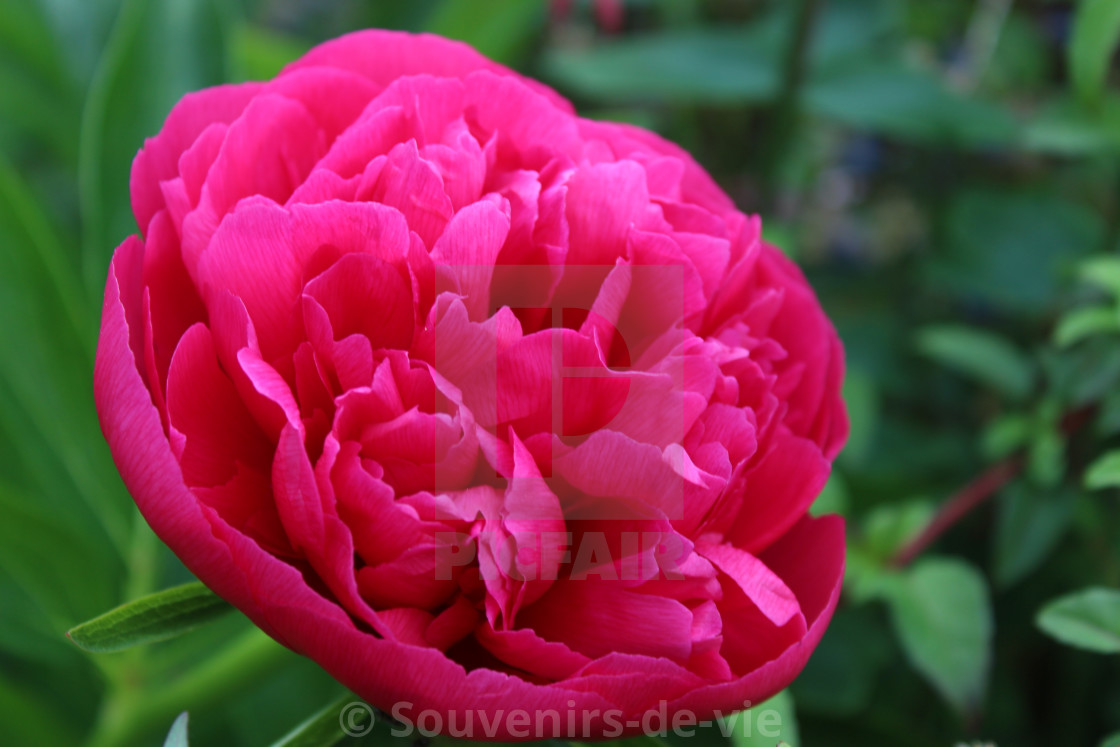 "Crimson Peony" stock image