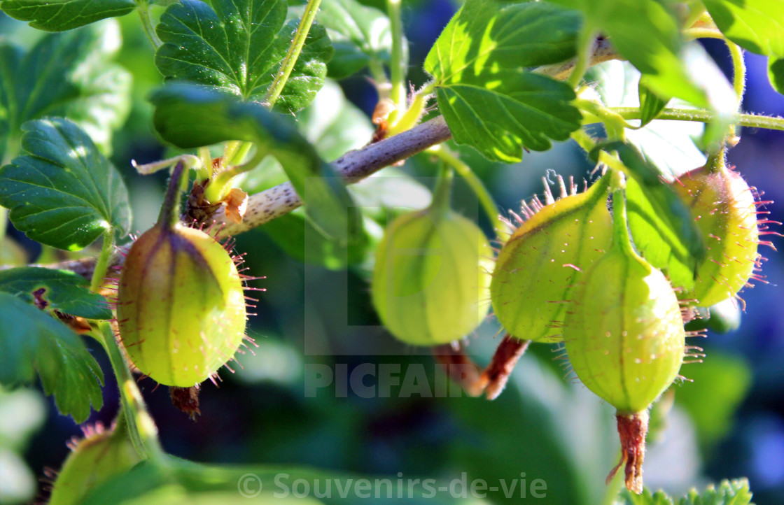 "Gooseberries ripening" stock image