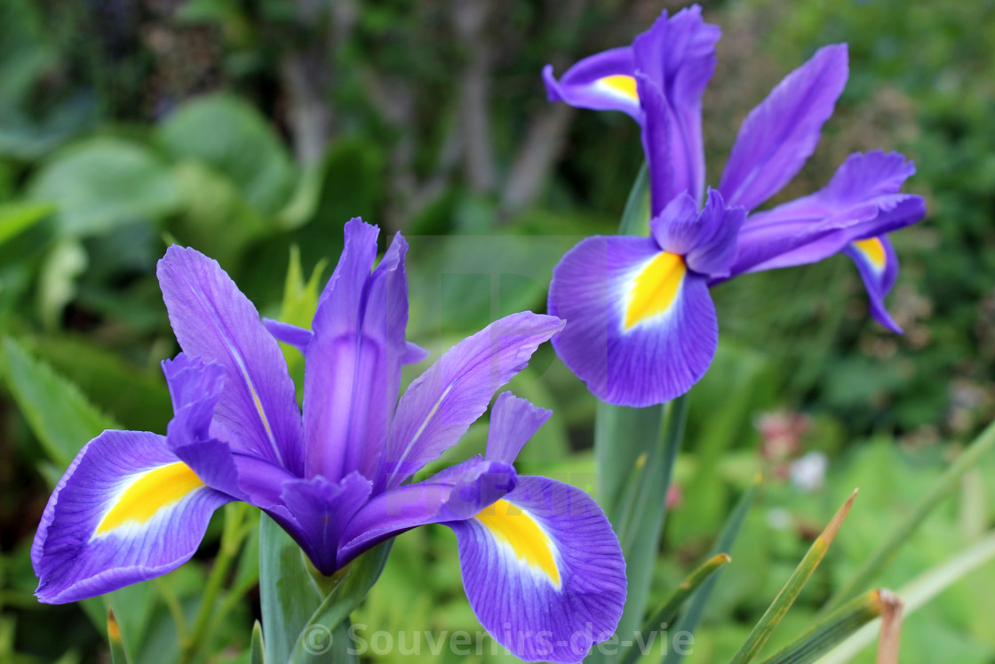 "Blue Irises" stock image