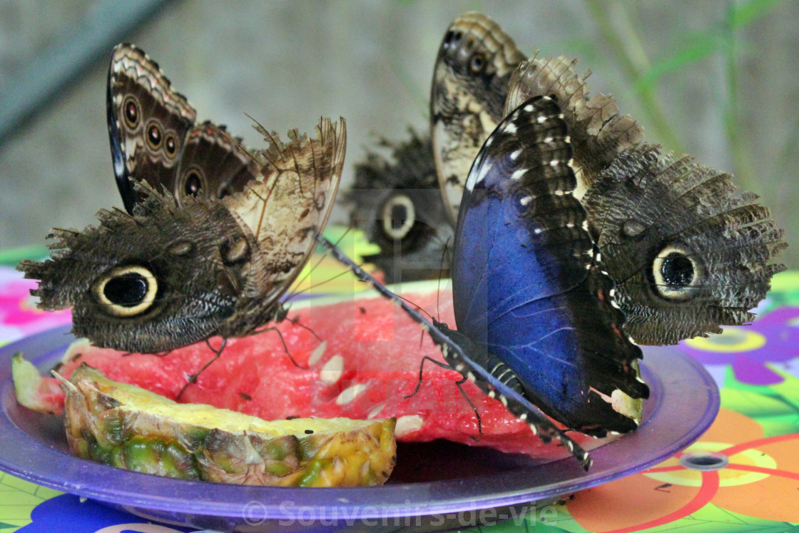 "Butterfly feast" stock image