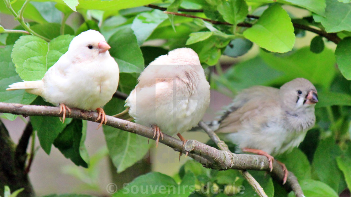 "Trio of Finches" stock image