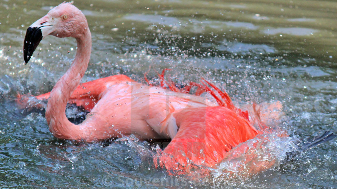 "Flamingo bath" stock image