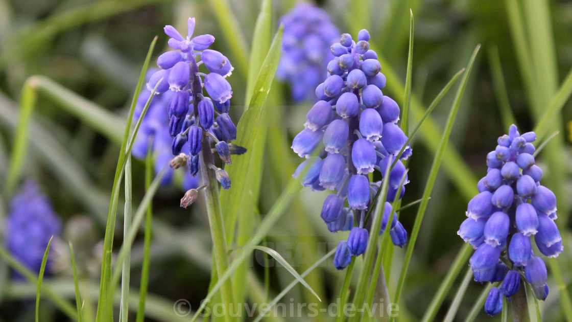 "Grape Hyacinth (Muscari)" stock image