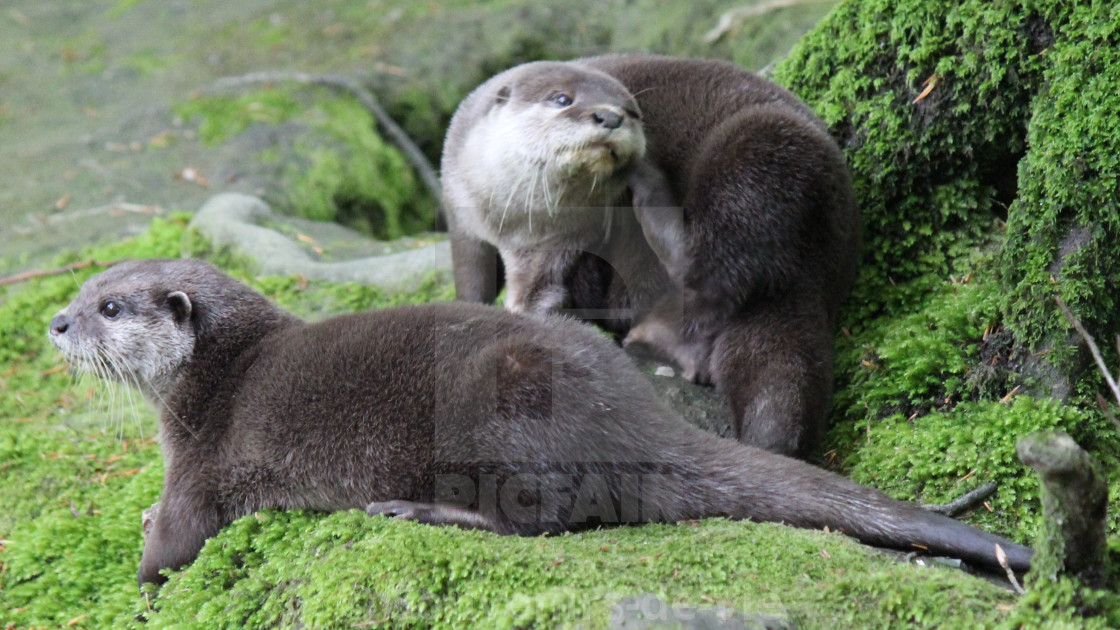 "Otters" stock image