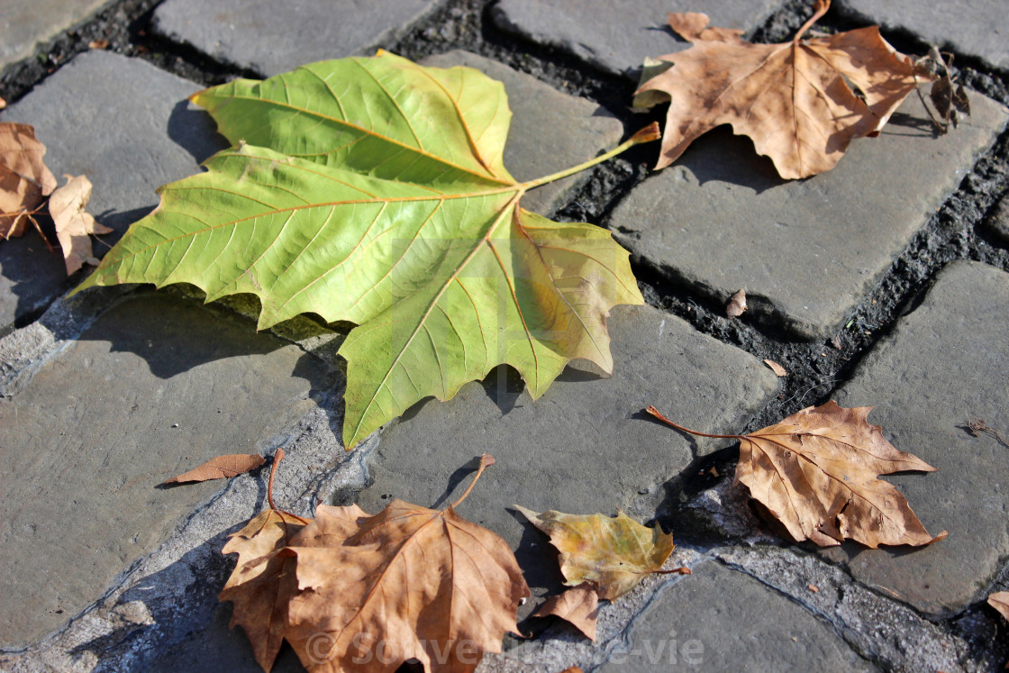 "Autumn Leaves" stock image