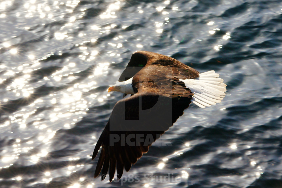 "Bald eagle in flight" by Sp8s Studio - $12.41 "Bald eagle in flight" stock image
