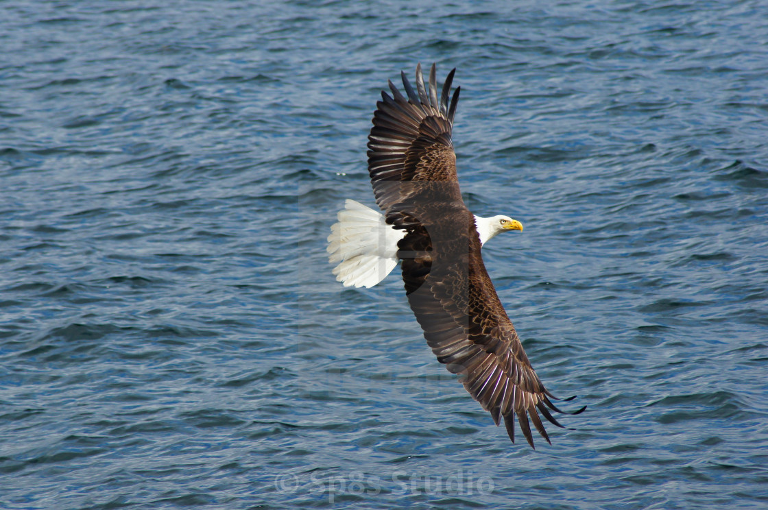 "Lone eagle in flight" stock image