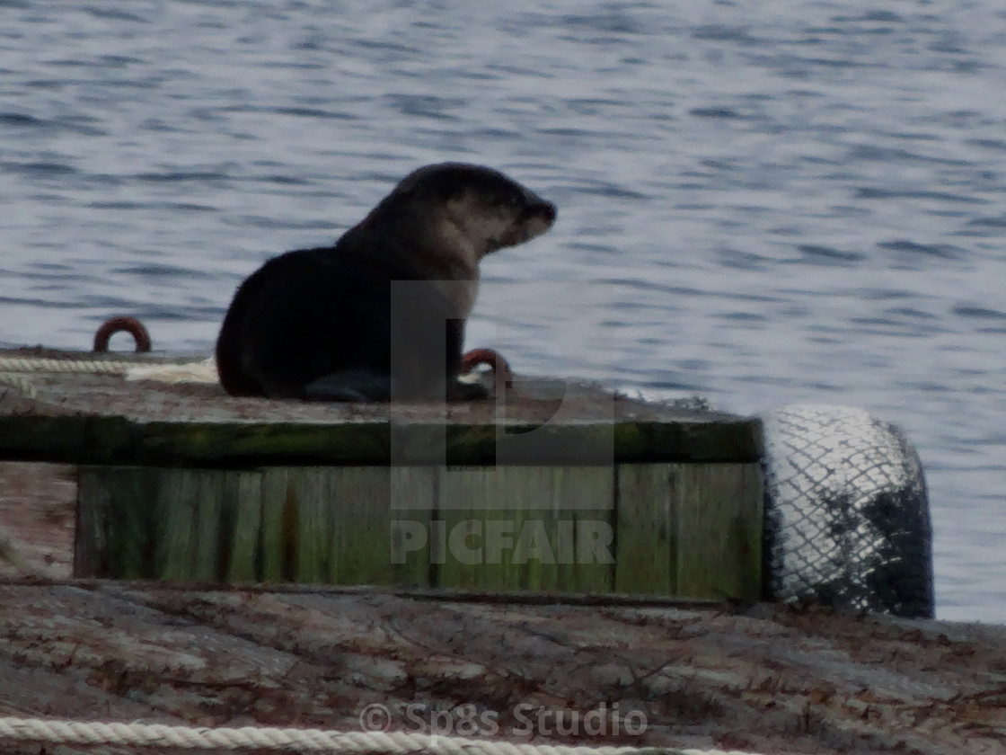 "Otter on a dock" stock image