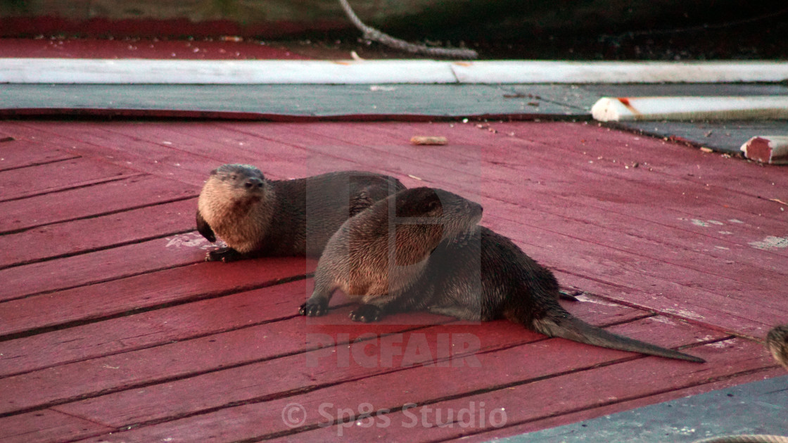 "Two Otters on a dock" stock image