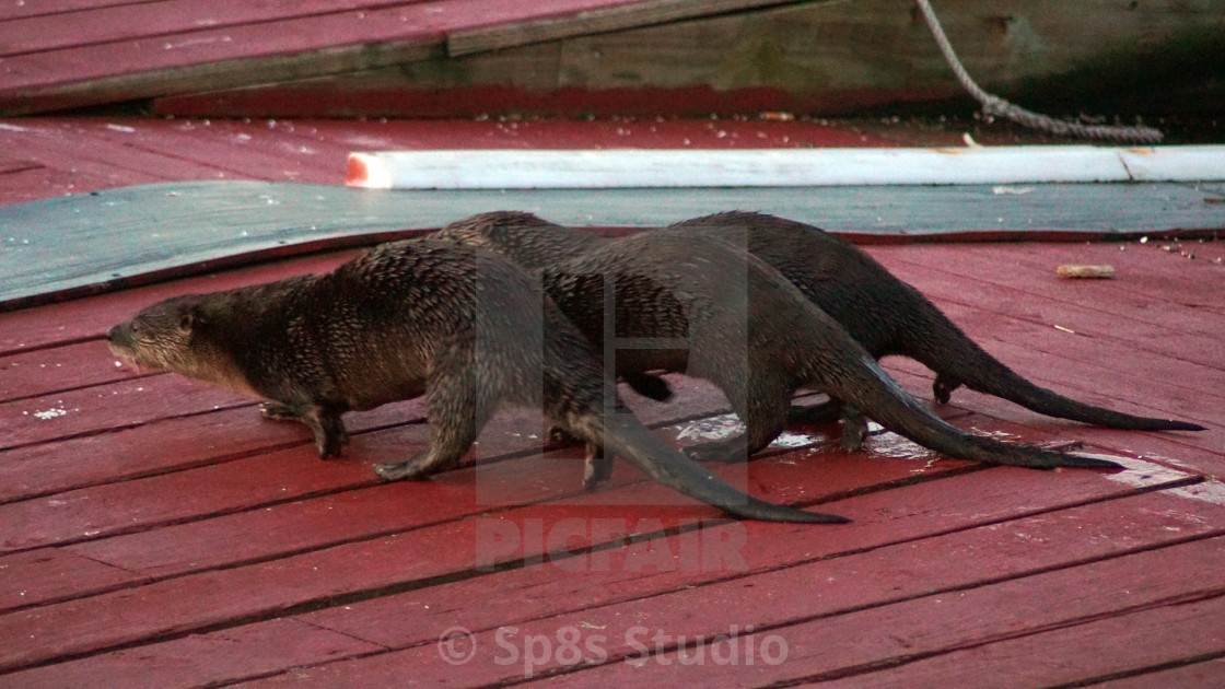 "Otters on the run" stock image