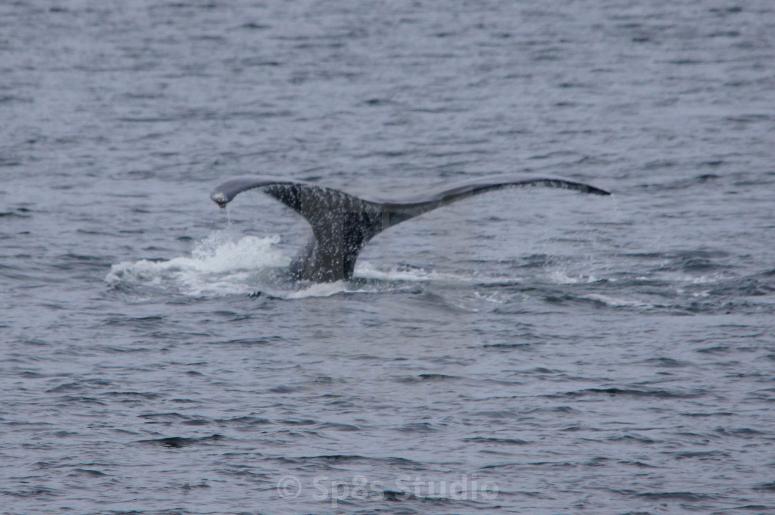 "Humpback whale tail 2" stock image