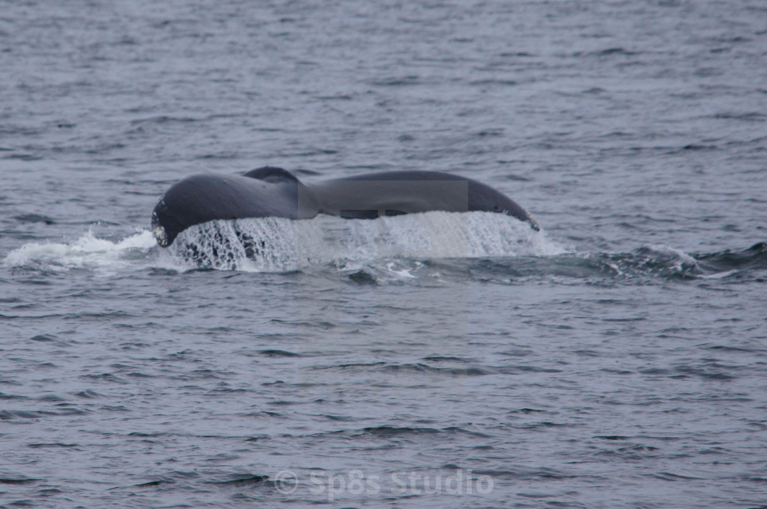 "Humpback whale tail 1" stock image