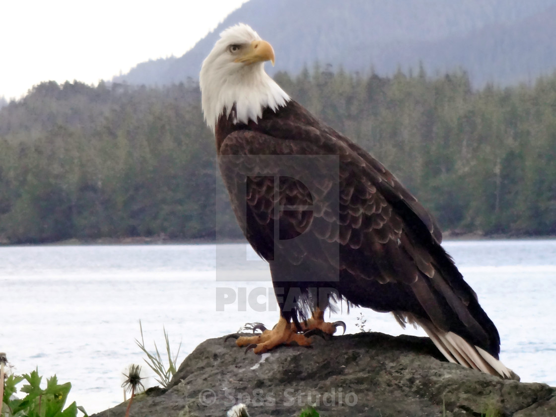 "Eagle on a rock" stock image