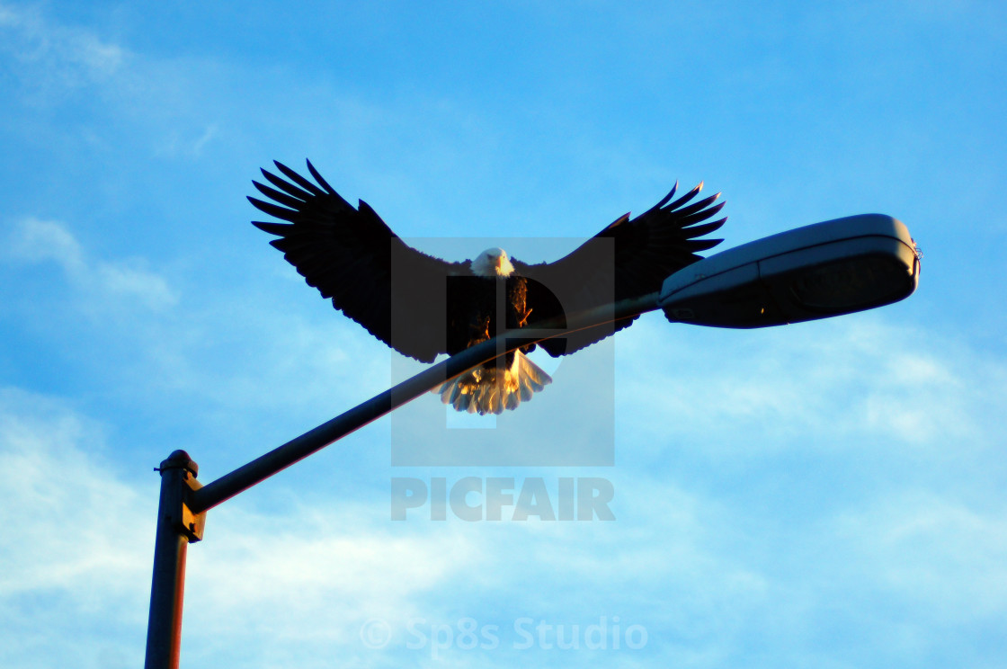 "The Eagle has landed" stock image