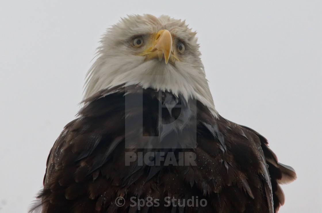 "Worried eagle" stock image