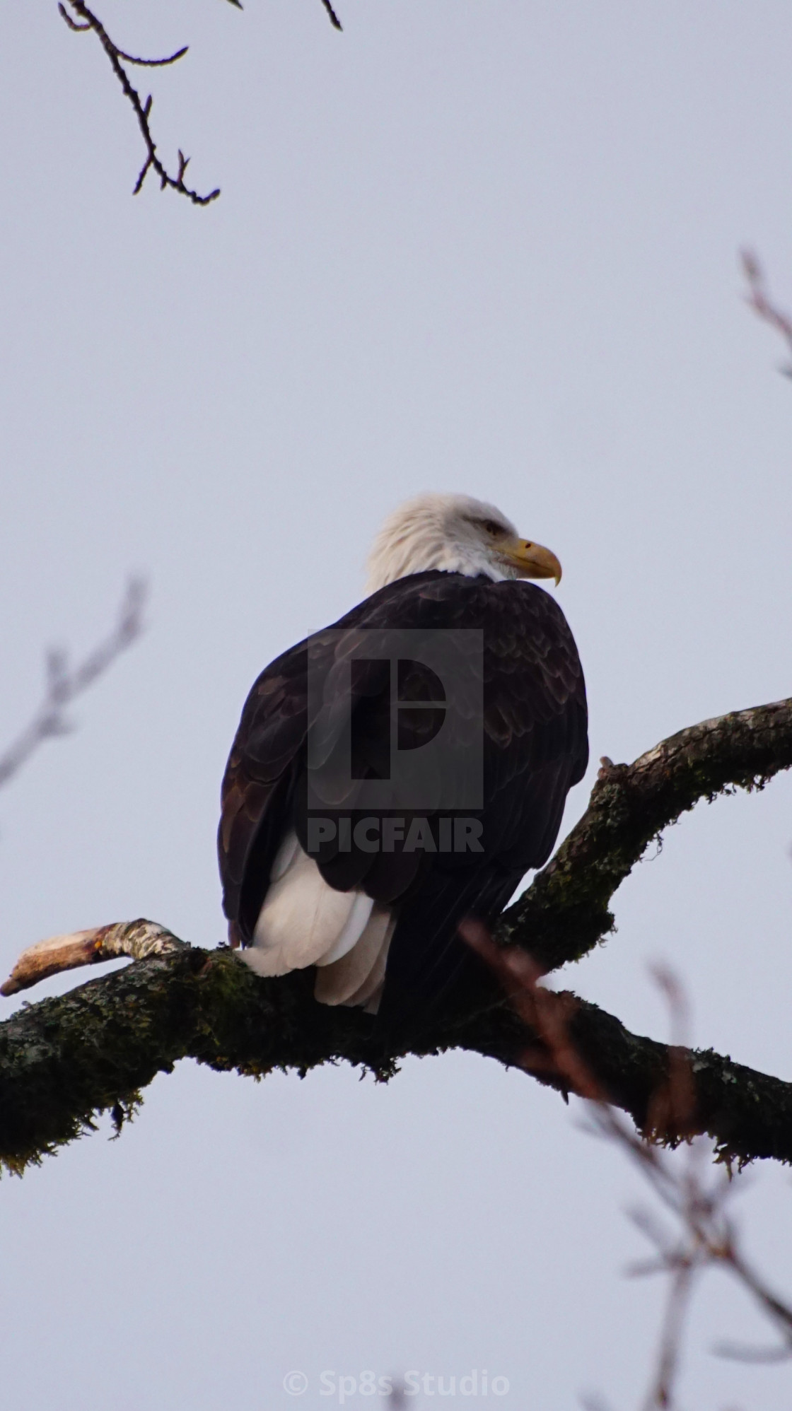 "Eagle on branch" stock image