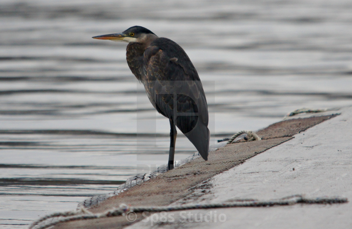 "Great Blue Heron by water" stock image