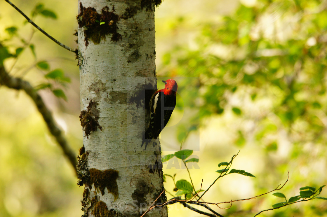 "Woodpecker pecking a tree" by Sp8s Studio - $12.41 "Woodpecker pecking a tree" stock image