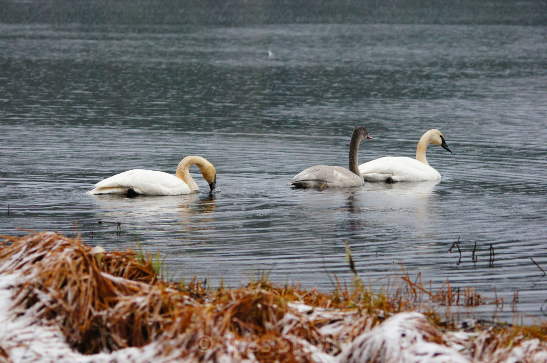 "3 swans swimming during winter" stock image