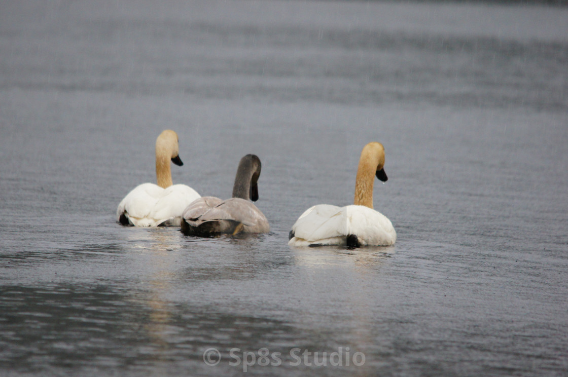 "Three swans that are friends" stock image