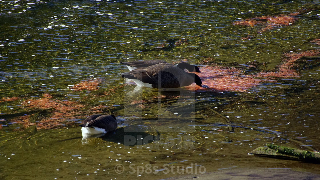 "Geese eating salmon eggs" by Sp8s Studio - $12.41 "Geese eating salmon eggs" stock image