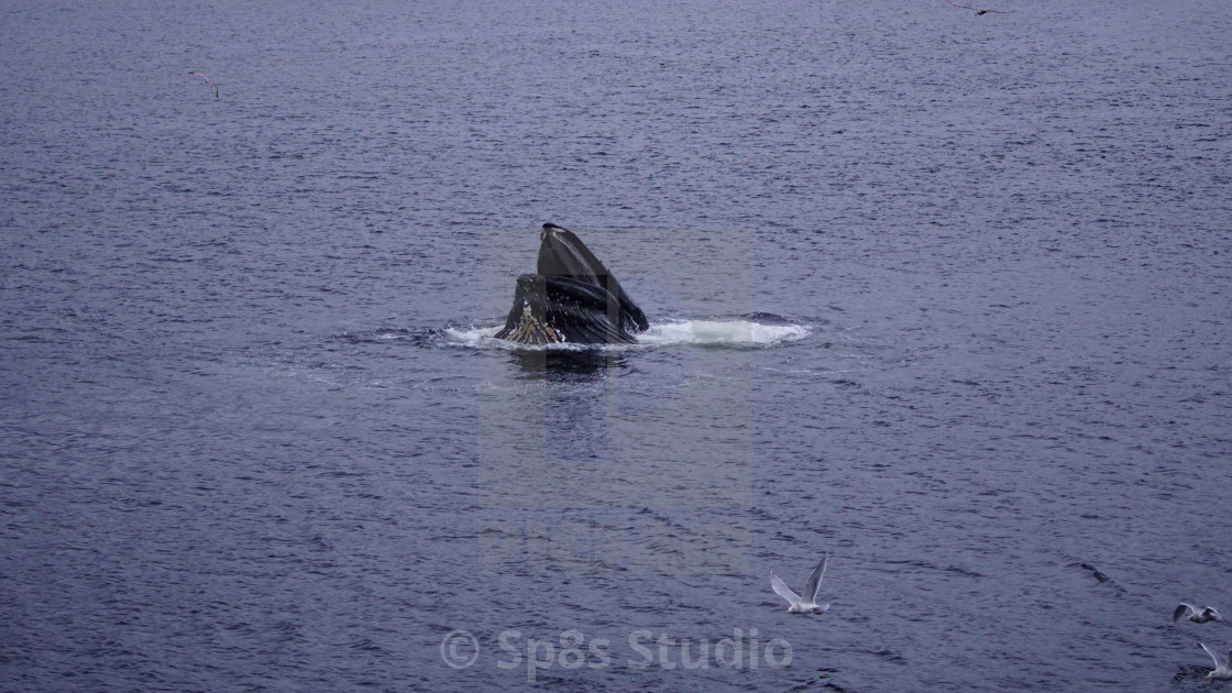 "Bubble feeding humpback" stock image