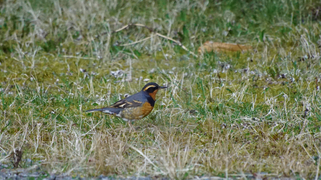 "A Varied Thrush" stock image