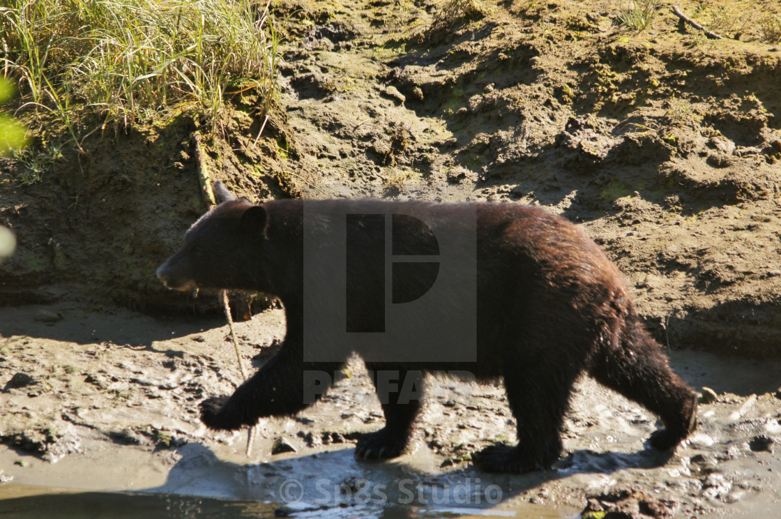 "A black bear walking" stock image