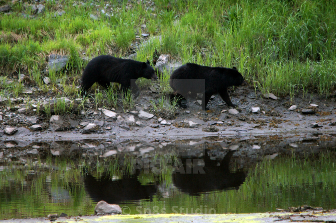 "Two Black Bear cubs" stock image