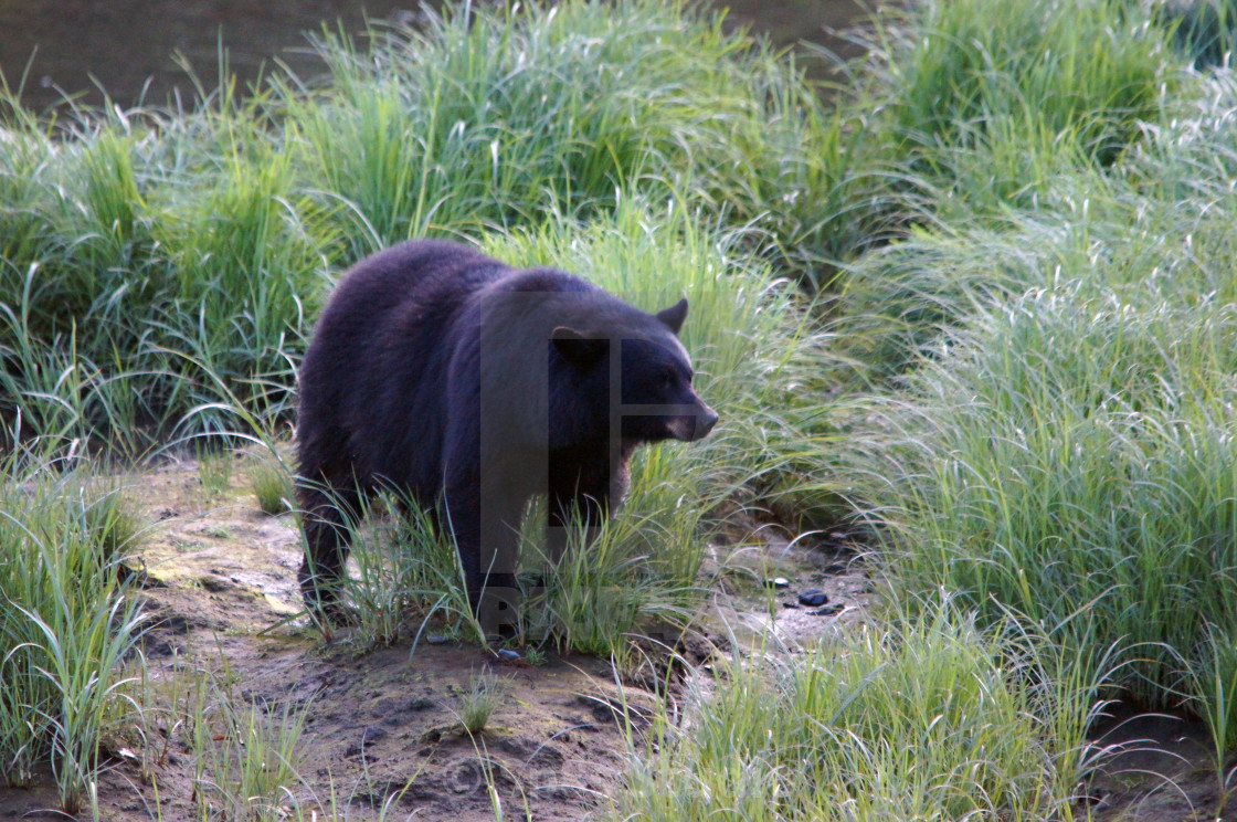 "A black bear smelling the air" stock image