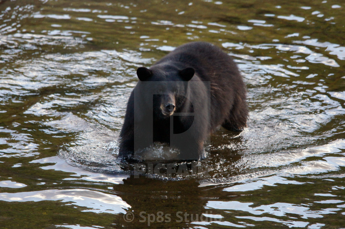 "A black bear crossing a steam" stock image