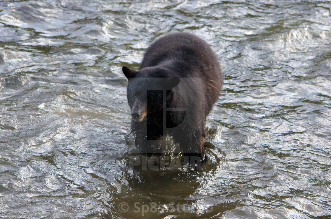 "a bear shaking off" stock image