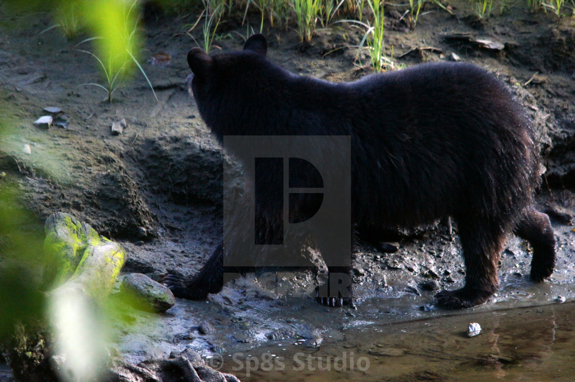 "Black bear near a stream" stock image