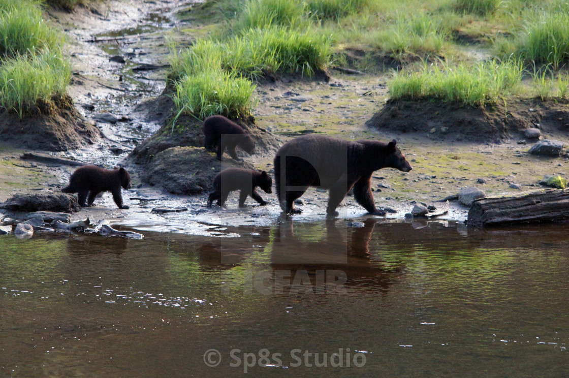 "Three cubs and mama bear" stock image