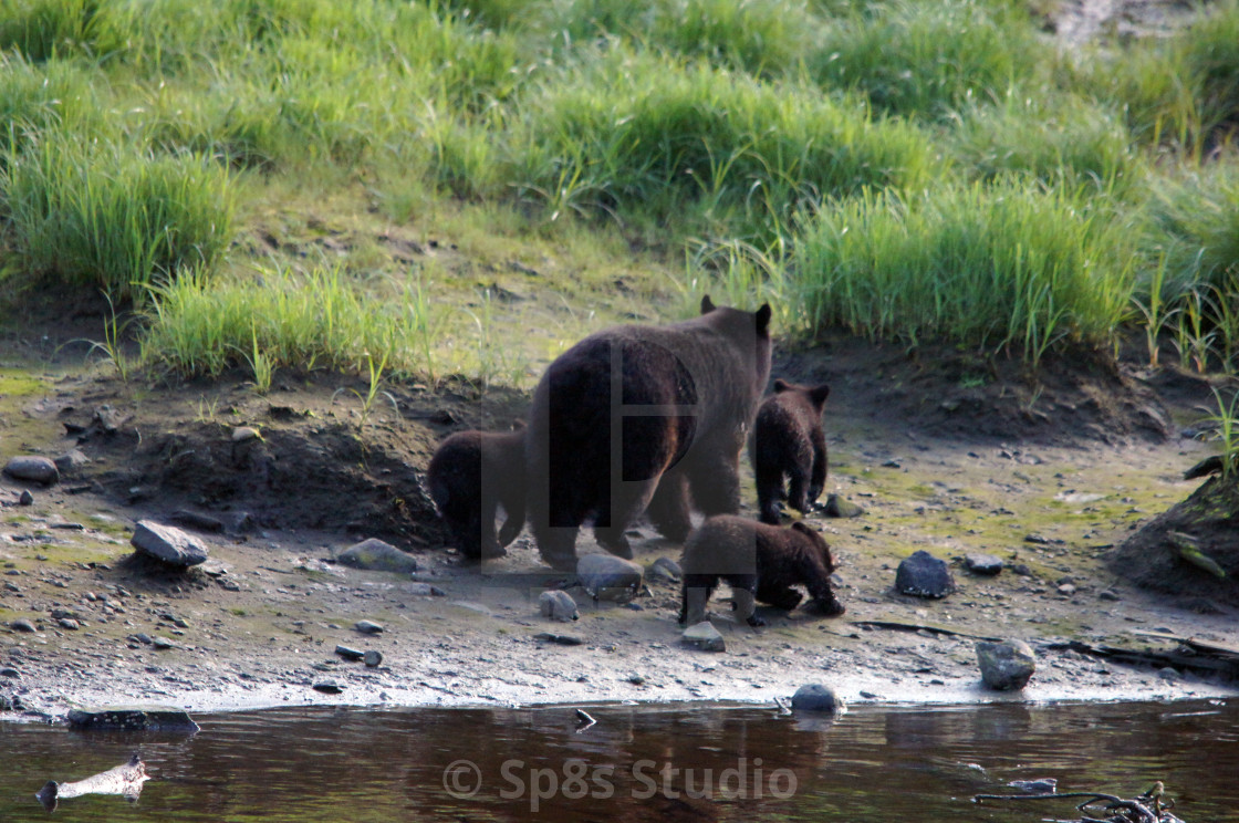 "Three bears plus one" stock image