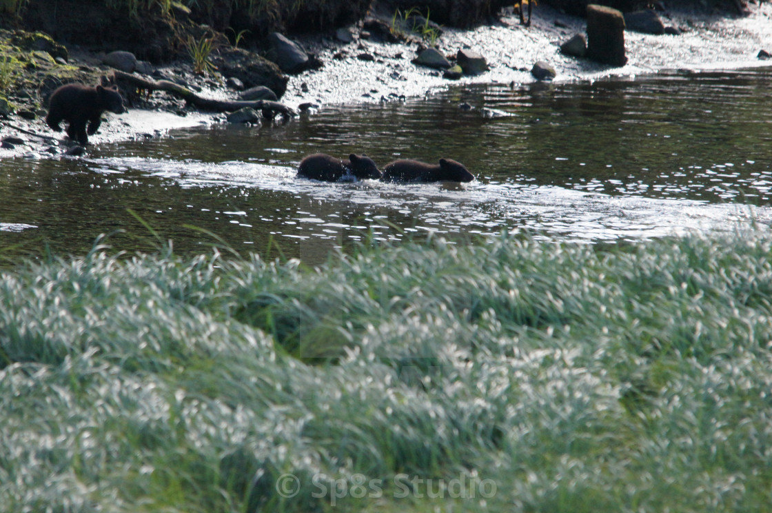 "Three cubs crossing" stock image