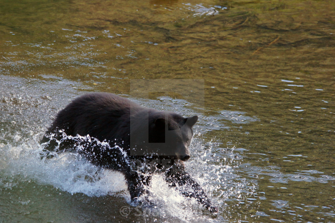 "Running bear in stream" stock image