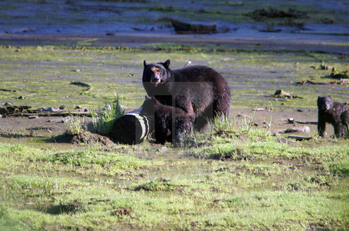 "Protective mother bear" stock image