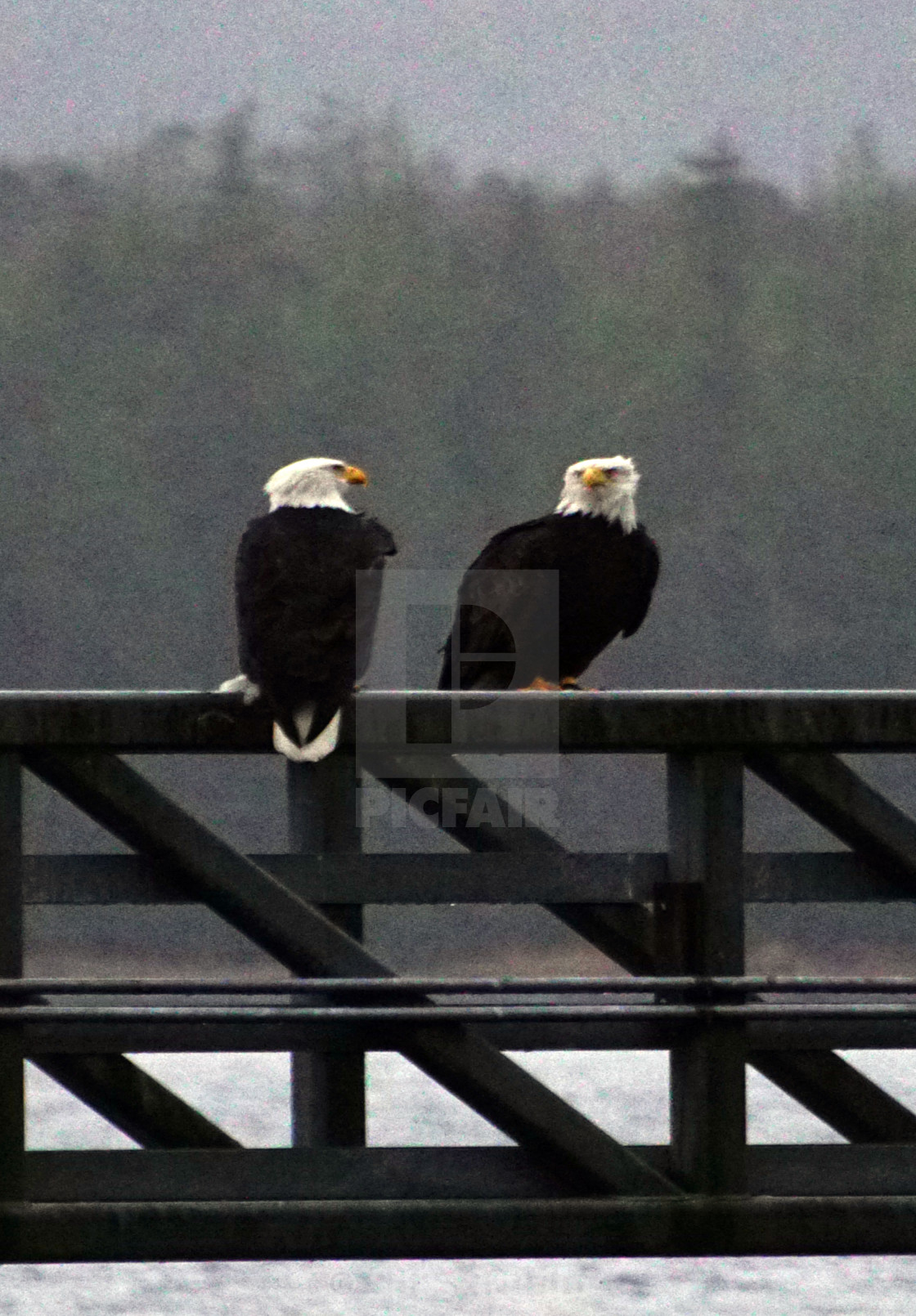 "Two bald eagles" stock image