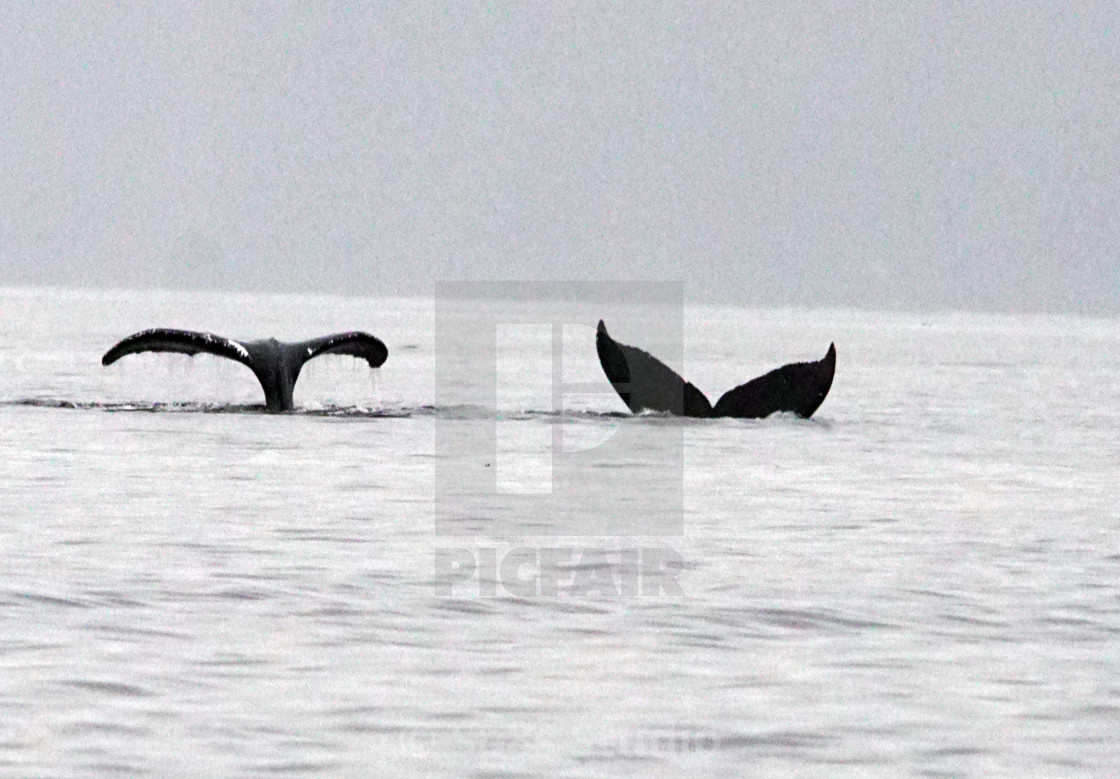 "Two humpback whale tails" stock image