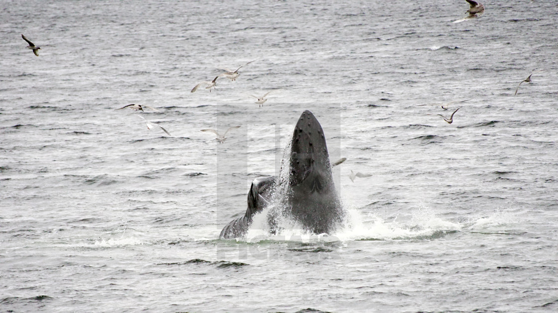 "Humpback whale feeding" stock image