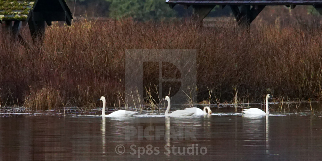 "4 swans swimming" stock image