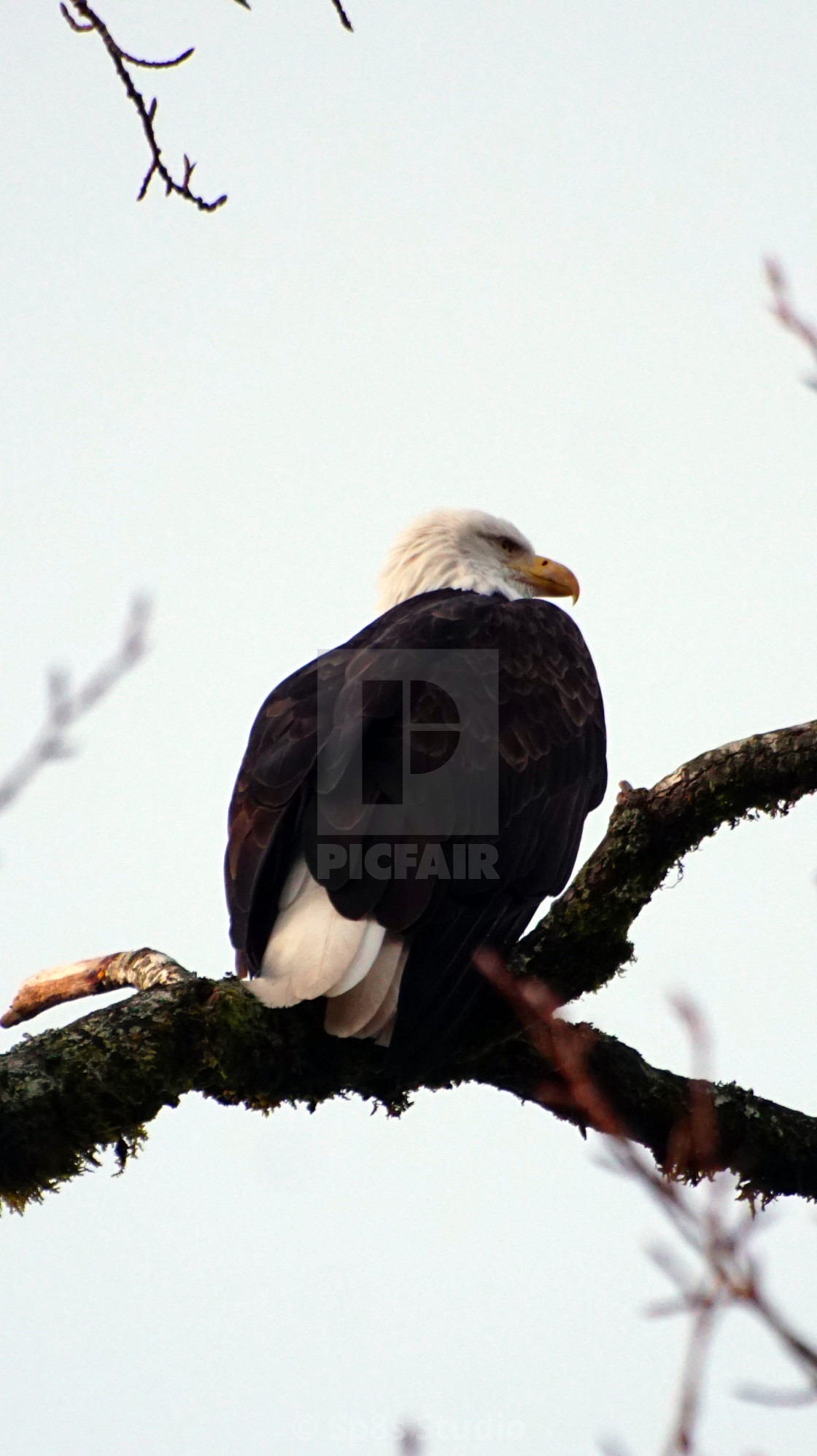 "Eagle on a branch" stock image