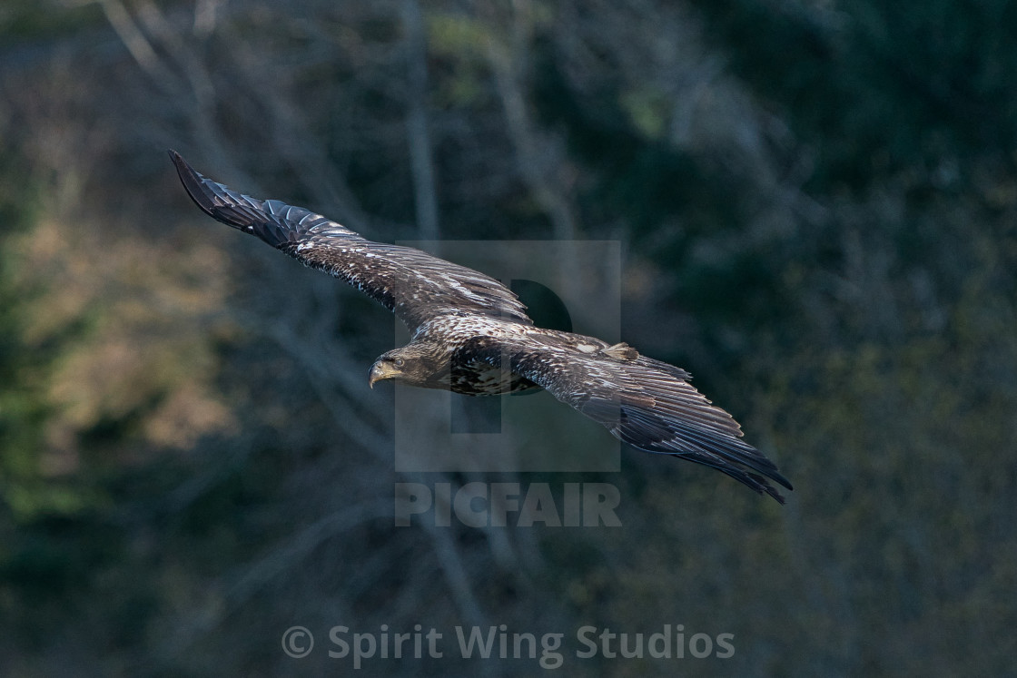 "Juvenile eagle playtime" stock image