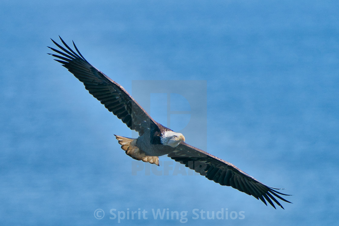 "Eagle saying hello" stock image