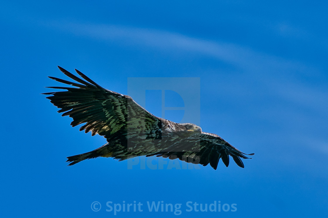 "Tapestry of Feathers" stock image